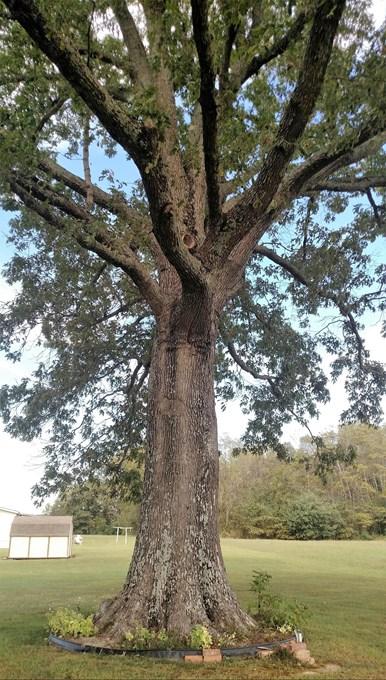 Black Oak (Quercus velutina) - Arkansas Department of Agriculture
