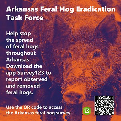 Help stop the spread of feral hogs throughout Arkansas. Download the app Survey123 to report observed and removed feral hogs. Use the QR code to access the Arkansas Feral Hog Survey