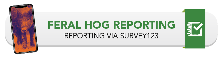 Feral Hog Reporting Via Survey123